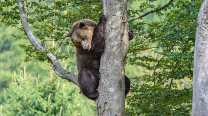 Un bărbat a murit după ce un urs împuşcat într-un copac a căzut peste el