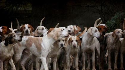 Câini abandonați, în pădurile și satele din nordul Moldovei. Localnic: „Ăștia mari, periculoși, rup animale domestice, atacă prin pădure animale mici”