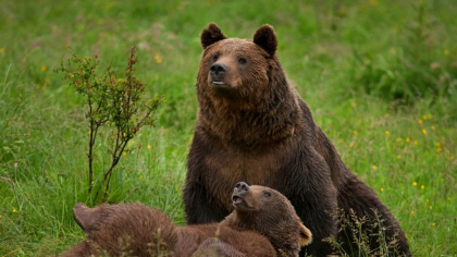 Populația din două județe avertizată prin mesaje Ro-Alert cu privire la prezența urșilor în apropiere