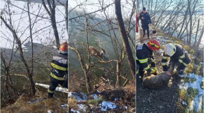 „L-am salvat pe Bambi” Un pui de căprioară a fost salvat de pompierii militari, după ce a căzut în apa înghețată a râului Șoimuz