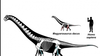 Două noi specii de dinozauri, descoperite în România