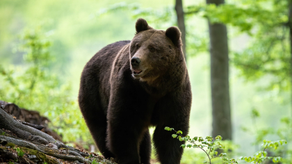 Tanczos Barna: Studiile arată o creştere a populaţiei de urs brun din România. Este nevoie de o intervenţie ca în toate țările europene