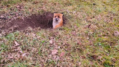 O vulpe care a rămas blocată într-o groapă din curtea unui colegiu, salvată de pompieri în Hunedoara