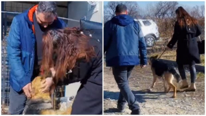 Lassie, o cățelușă pierdută din cauza petardelor, a fost găsită după două luni de căutări. „O poveste cu final fericit” I VIDEO 