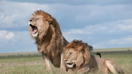 Africa de Sud vrea să oprească exploatarea leilor captivi, folosiți pentru vânătoare de trofee și în medicina tradițională