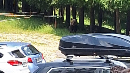 Un urs a fost văzut la intrarea pe un traseu turistic foarte frecventat. Avertismentul Salvamont: „Nu are frică de om”
