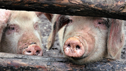 Două focare de pestă porcină în România: Zeci de porci au fost sacrificaţi - Precizările DSVSA