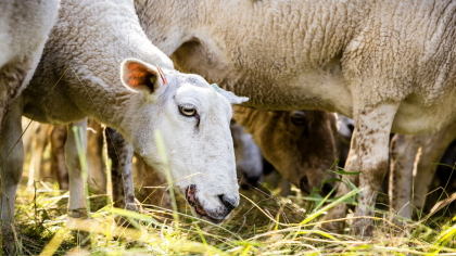 Peste 8.000 de oi și capre din două localitățile tulcene au fost afectate de noi focare de pesta micilor rumegătoare