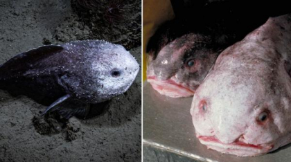 După ce a fost desemnat cel mai urât animal de pe planetă, blobfish a câştigat titlul de "peştele anului" în Noua Zeelandă