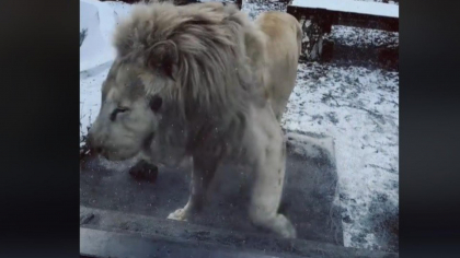 Zoo Braşov vine cu explicații după apariția imaginilor cu un leu alb care suferă de PSIHOZĂ - VIDEO