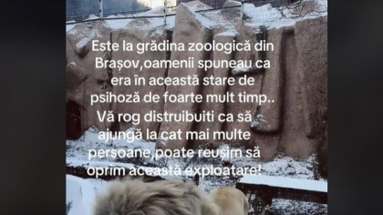 Ce se știe despre leul aflat „în stare de psihoză”. Răspunsul dat de reprezentanții Zoo Brașov