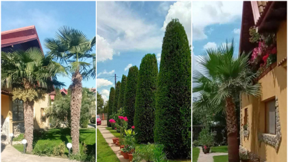 O grădină tropicală din Teleorman face furori pe internet. Cine este proprietarul și cum i-a venit ideea să planteze palmieri și bananieri: „Mulți nu cred că este în România și mă sună pe video să vadă live imaginile”