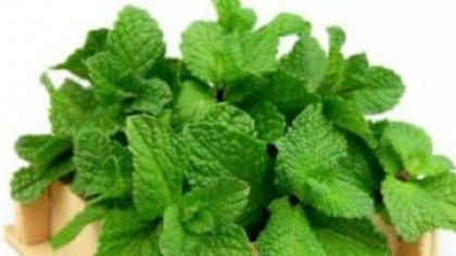 5 plante aromatice care te scapă de astenia de primăvară. Spune adio stărilor anxioase